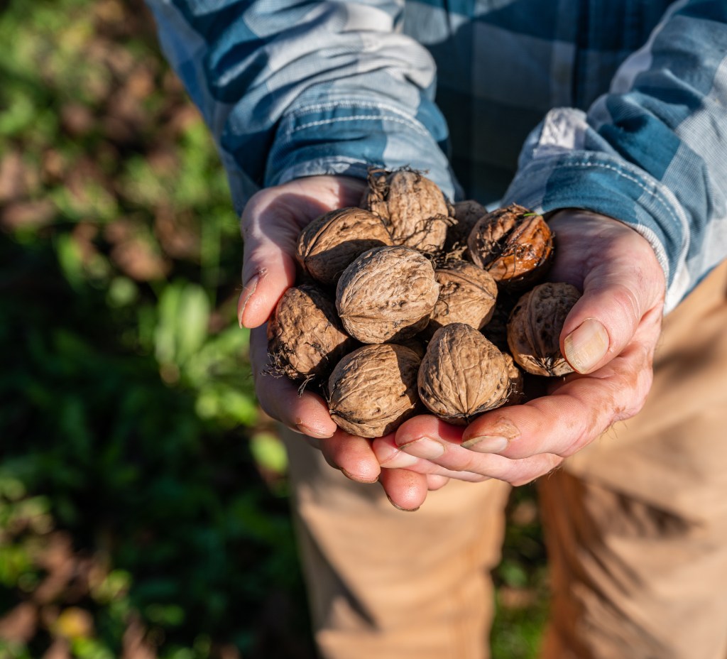 Farmer holding walnuts outdoors.