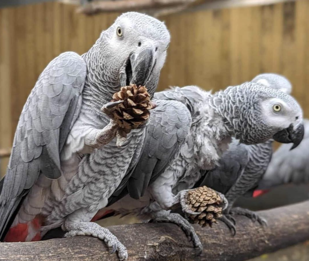 Lincolnshire Wildlife Park says they are taking eight cuss-happy African Grey parrots and grouping them with 92 "non-swearing" birds to improve their language.