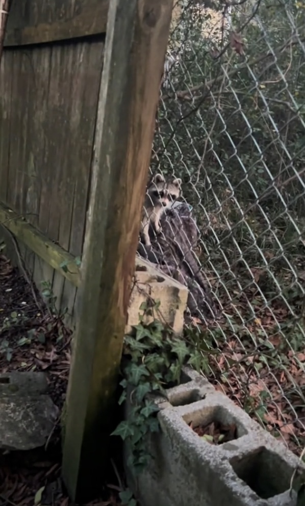 As the man reaches into his pocket, the camera pans to a raccoon hiding behind a fence. By the time the camera returns to the couple, they are already embracing.