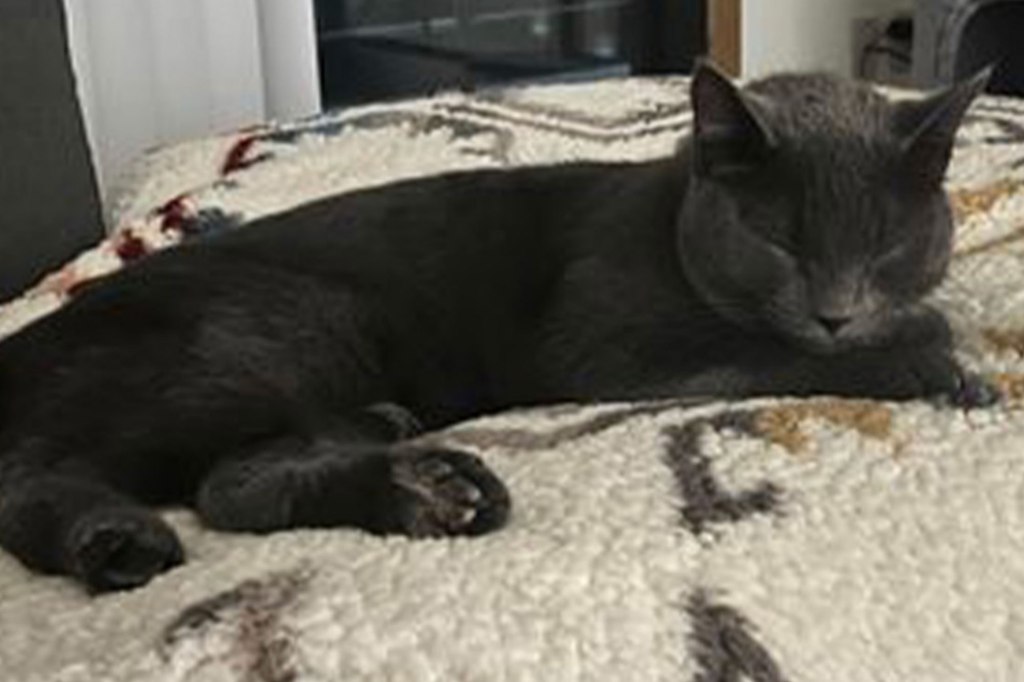 A cat that was missing after a car crash in Wright County has been found safe, lying on a carpet.