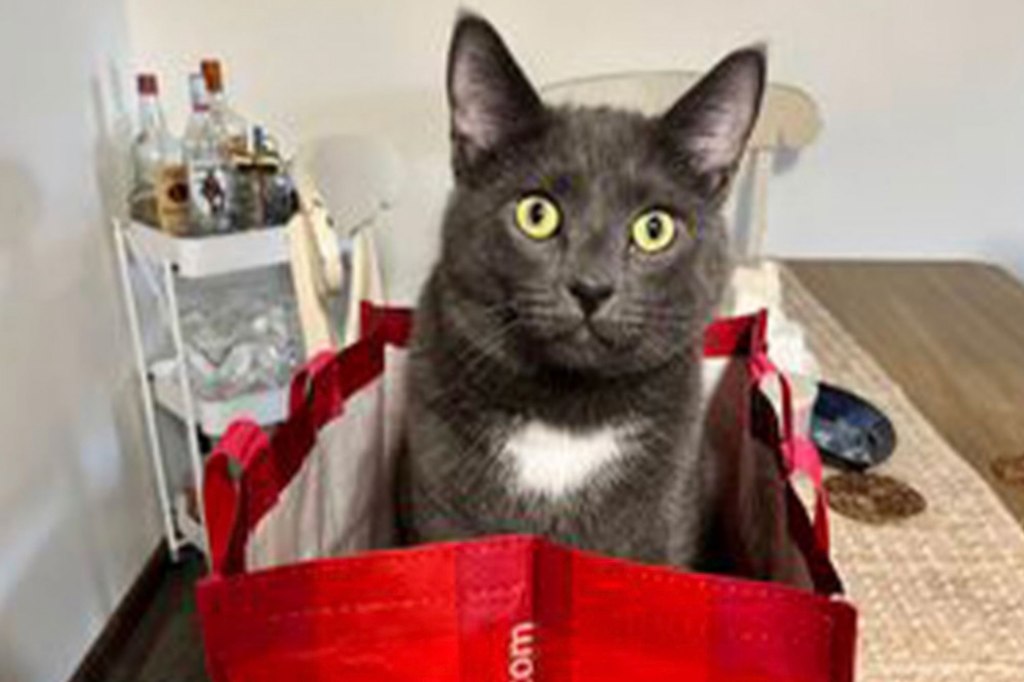 Cat sitting in red bag.