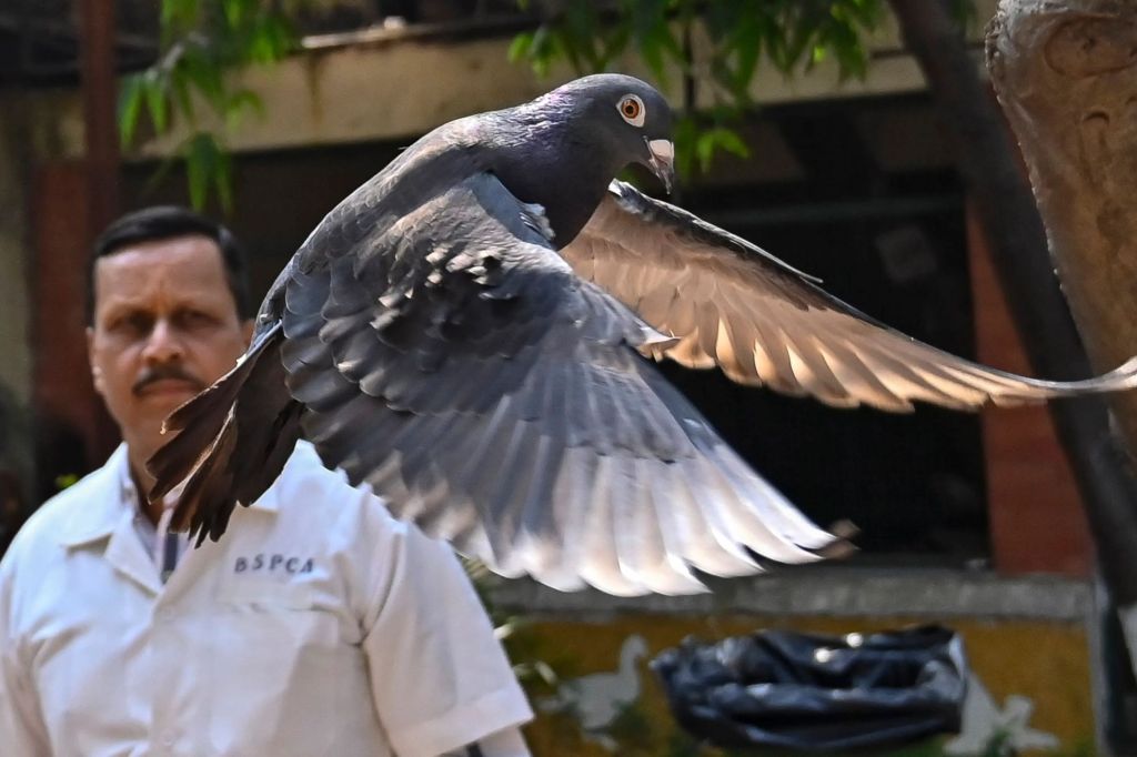 A pigeon that was captured eight months near a port, after being suspected to be a Chinese spy, is released at a vet hospital in Mumbai on Jan. 30, 2024.