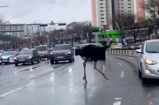 Police said the ostrich speedily trotted past and across traffic after escaping on March 26, 2024. 