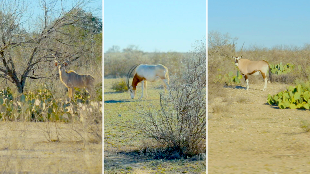 Animals at ranch