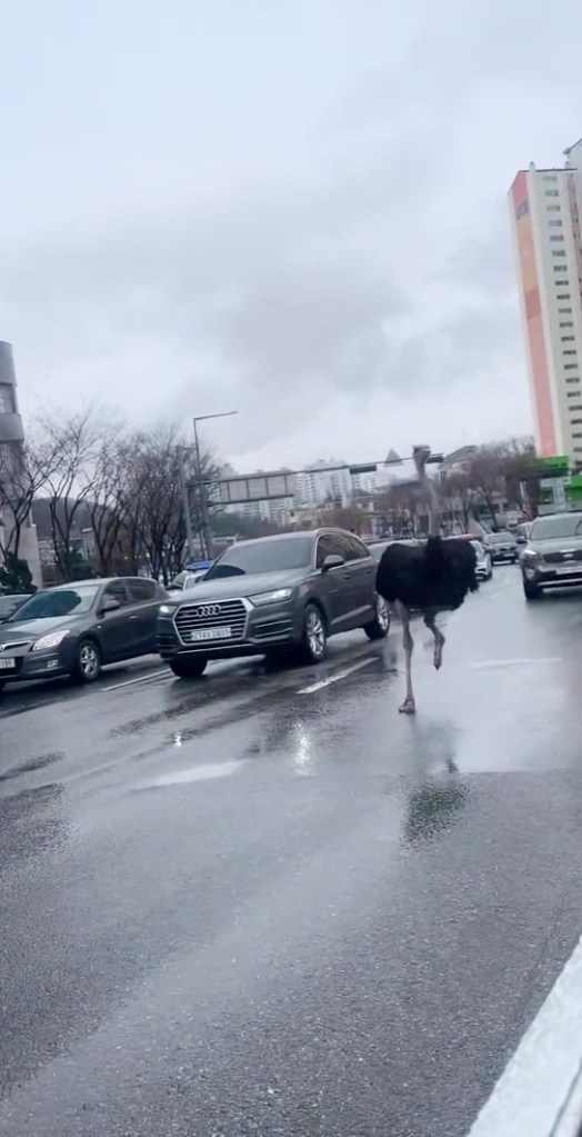 Footage shows the ostrich make a run for freedom across a busy intersection after escaping from a zoo in Seongnam, South Korea, on March 26 2024. 