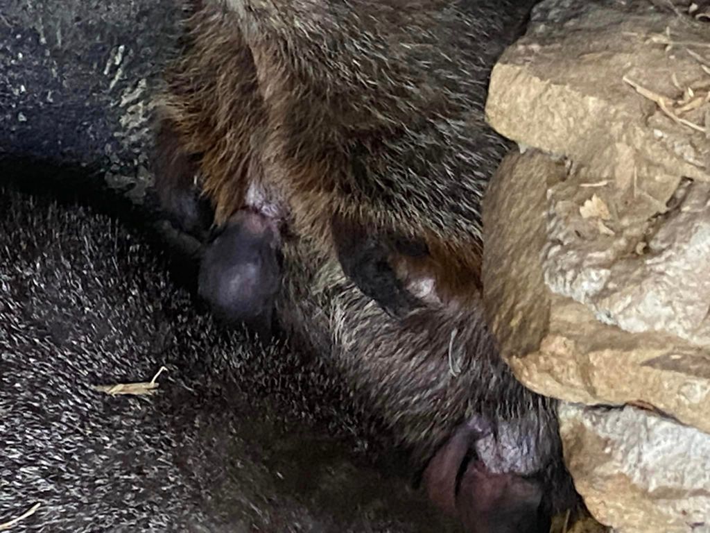 The babies were a surprise for the groundhogs' carers.