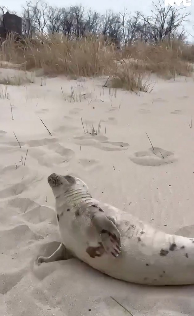 The seal was found Wednesday at a Coney Island beach.