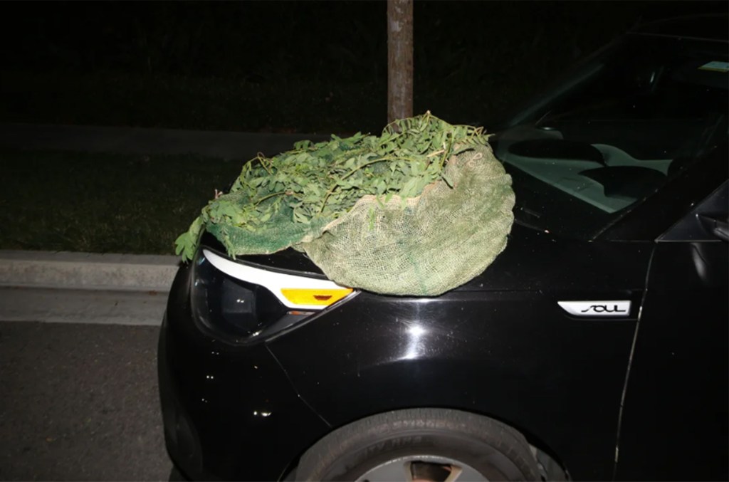 Some of the burglary suspects have used ghillie suits, like the one seen here, to camouflage their movements.