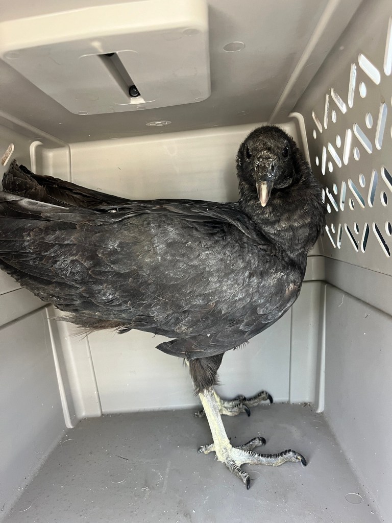 Rescue workers assisting two black vultures in rough condition in a box