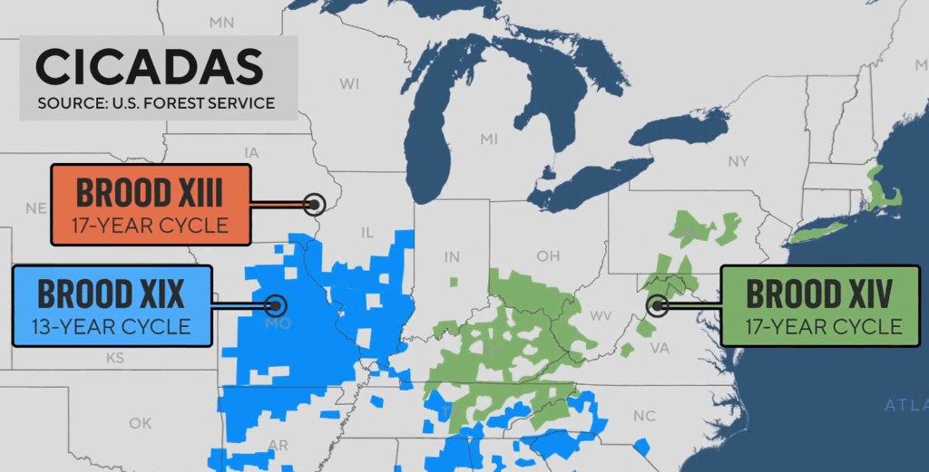 A map of cicadas emerging. 