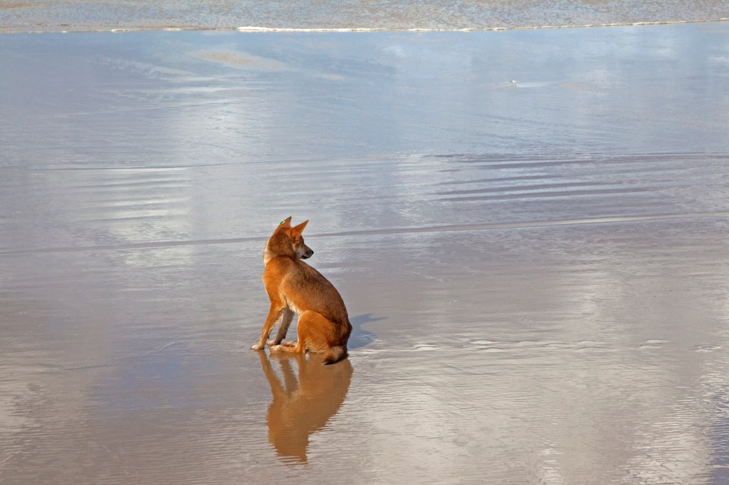 Tagged Dingo (Canis lupus dingo) sitting on the beach on Fraser Island, Queensland, Australia