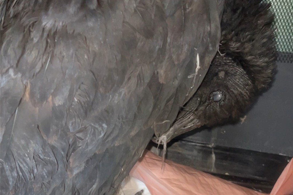 Animal rescuers caring for two black vultures in rough condition in Connecticut