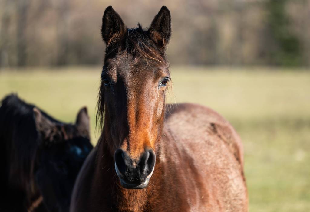 An investigation has been launched after more than 500 dead horses were found on a property in Australia.