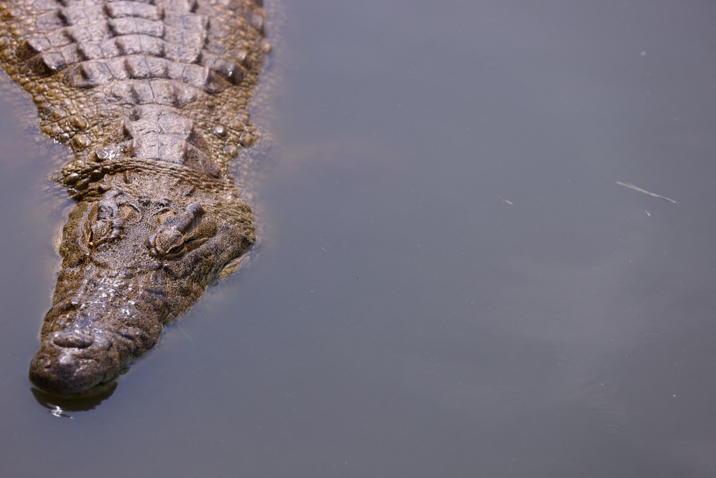 crocodile