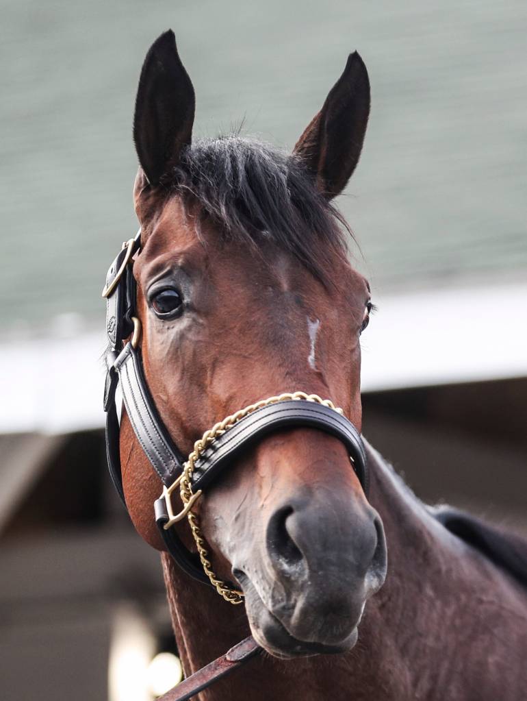 Kentucky Derby contender Fierceness during bath time outside trainer Todd Pletcher's barn after a workout Friday morning at Churchill Downs April 26, 2024