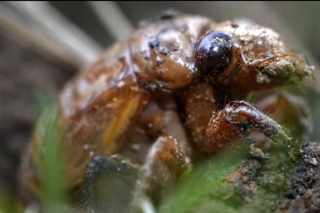 A cicada on a leaf.