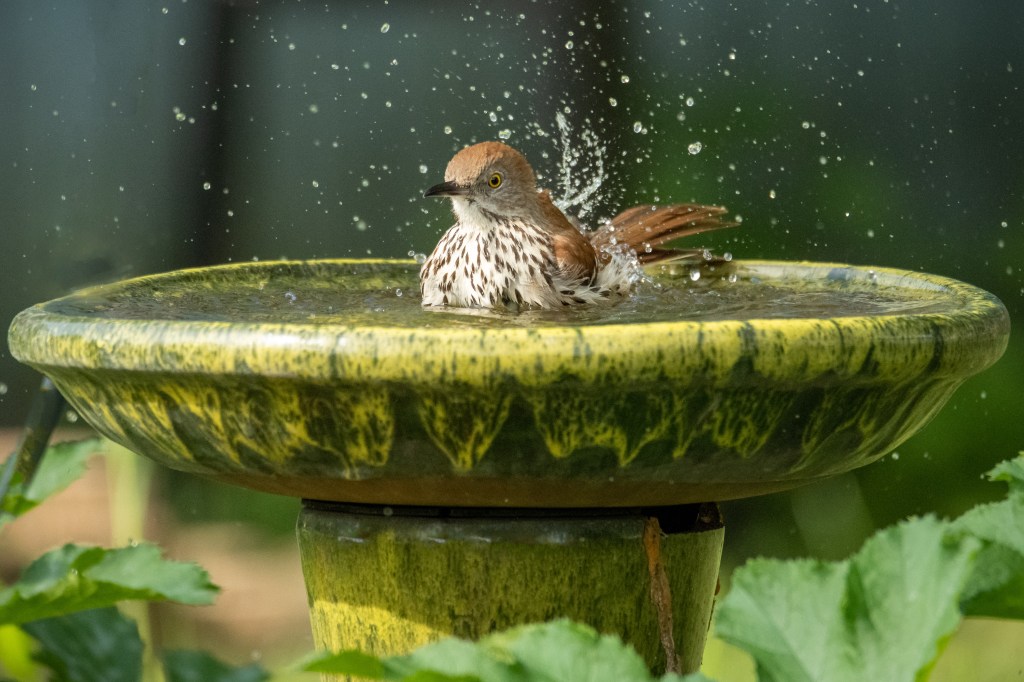 First responders had rushed to the scene after receiving reports the little girl had been "crushed" by the bird bath.