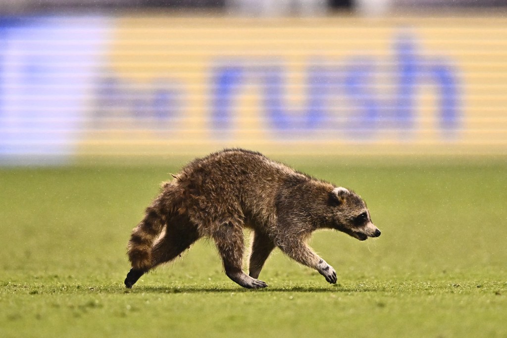 Raccoons were first imported to Japan as pets after the success of the 1977 anime "Rascal the Raccoon."