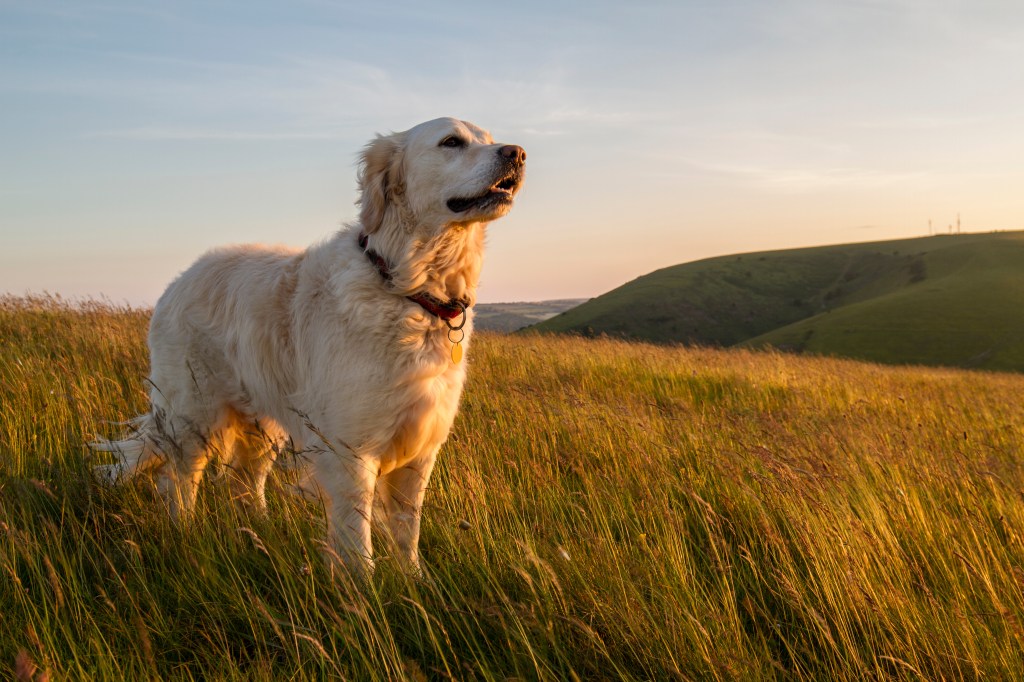 No dogs were reportedly injured by the loose metal.