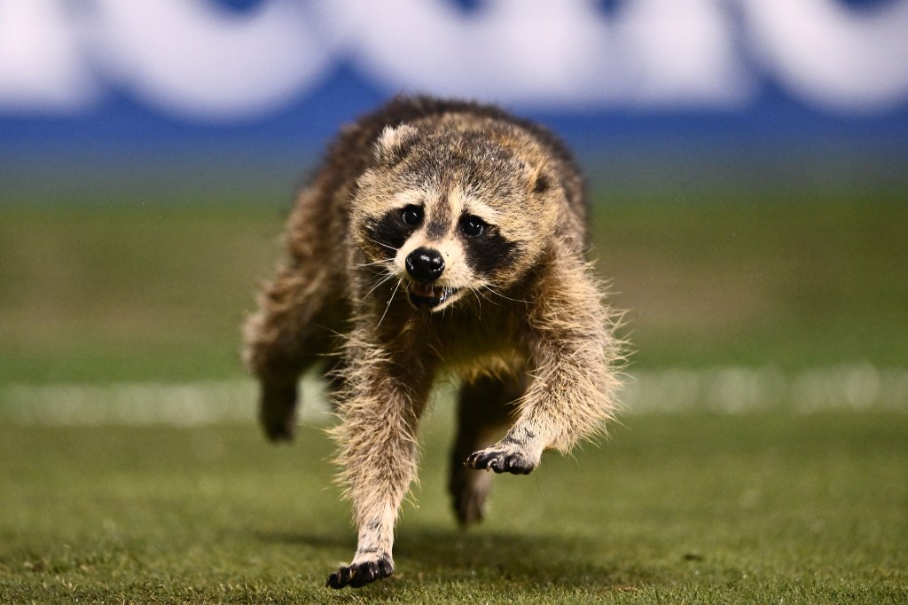  A raccoon runs on the field in the first half between the Philadelphia Union and New York City FC 