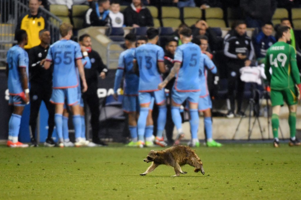 A raccoon runs on the field in the first half between the Philadelphia Union and New York City FC at Subaru Park. 