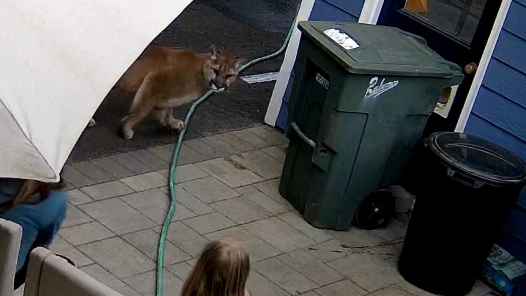 The cougar eyed up the mother and daughter when chasing their house cat.