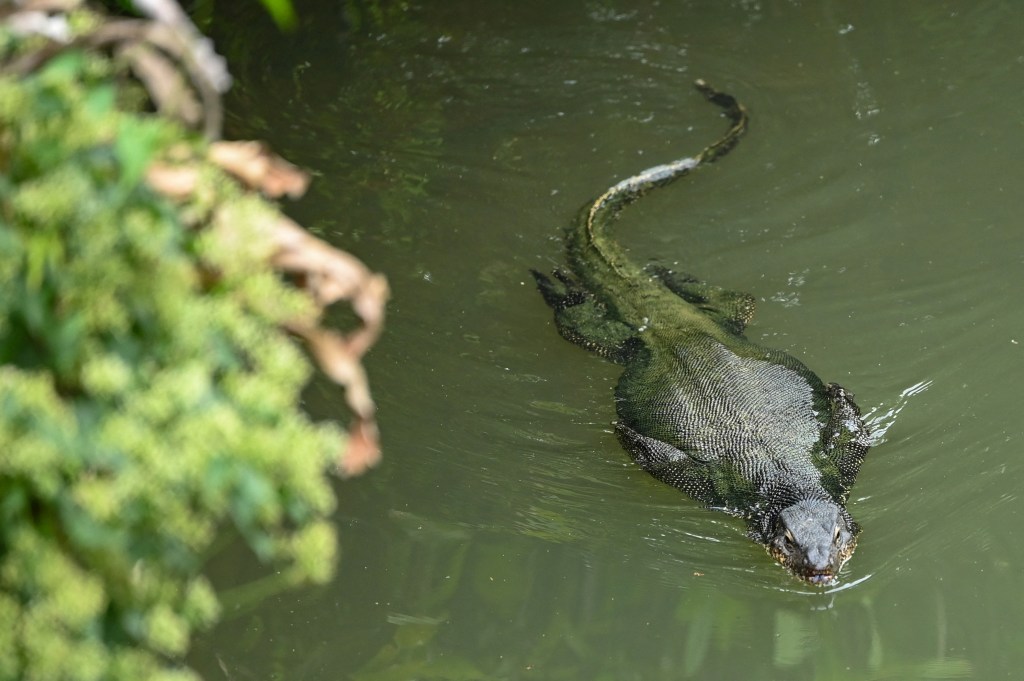 A Malayan water monitor hunts for food in a lake