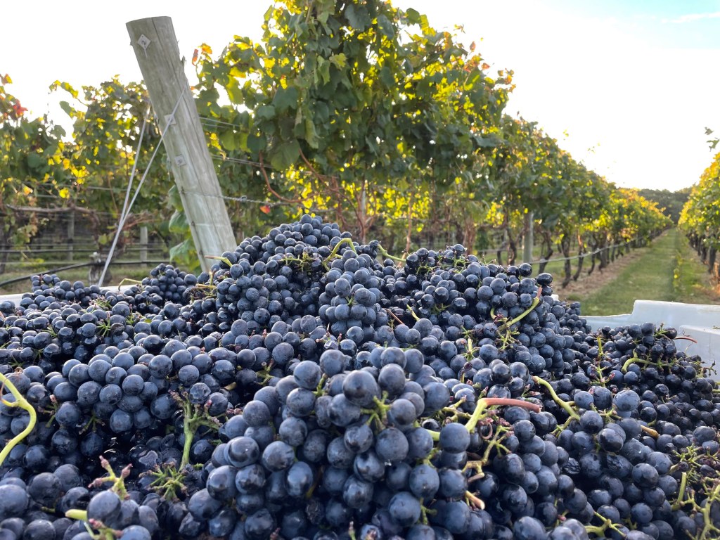 Scarnato bottling wine amidst a pile of grapes in a vineyard