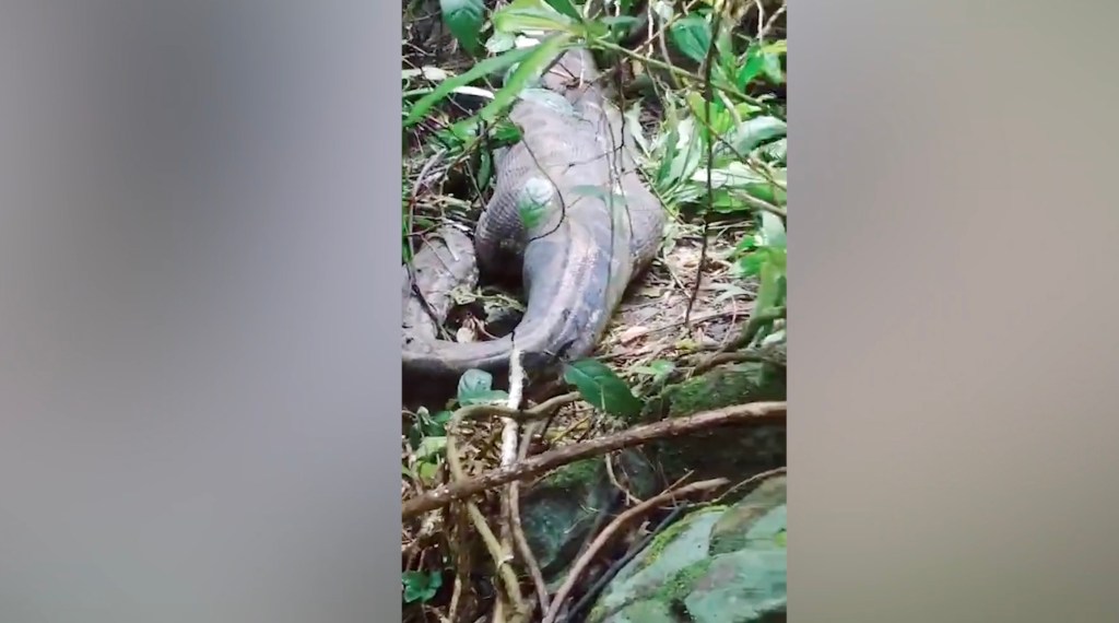 The back and tail of an engorged python on mud with greenery around it.