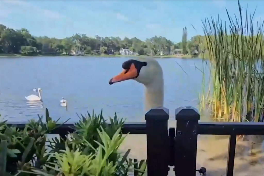 Lola the swan peeks over a fence while on a beach in front of a lake with four other swans swimming on it.