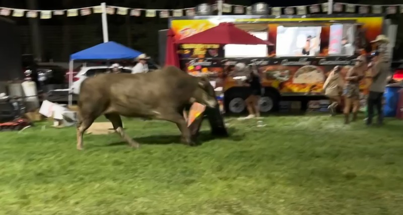 Three people were injured when a bull jumped the fence during the Sisters Rodeo and ran through the fairgrounds, June 8, 2024 (Courtesy: Jon Abbott)