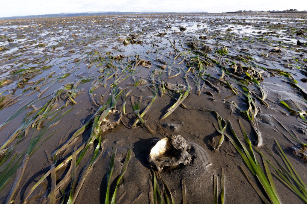 The US Food and Drug Administration is warning consumers to avoid eating shellfish from Oregon and Washington that may be contaminated with toxins.