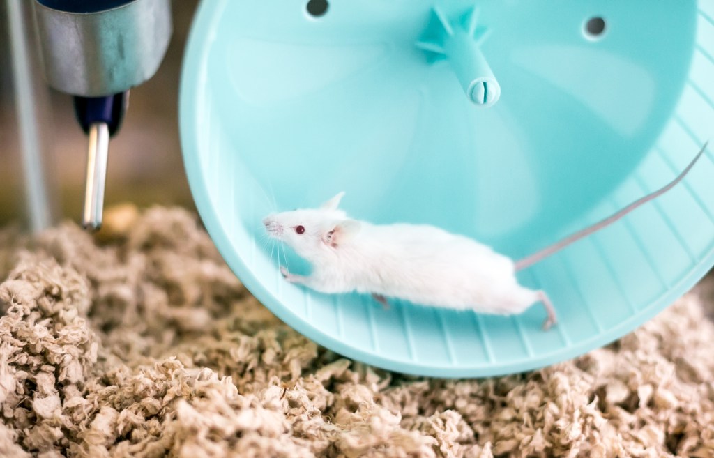 Researchers at the University of Tsukuba in Japan divided the rodents into three groups: vigorous exercise, moderate exercise, and rest. The exercise groups underwent a 30-minute treadmill session.