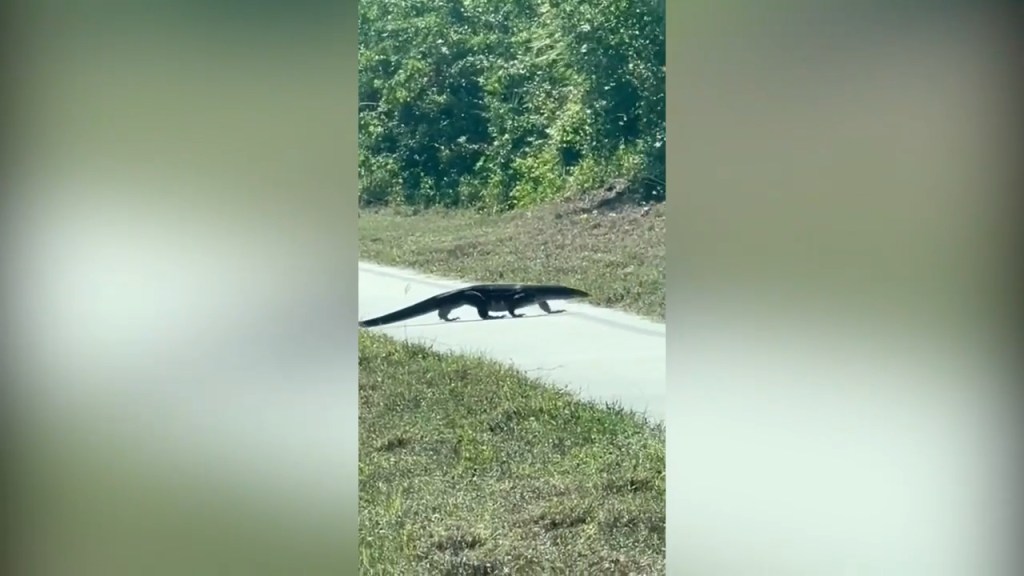 A massive, 5-foot-long lizard, presumed to be an Asian water monitor