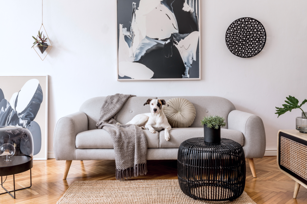 dog sitting on grey couch