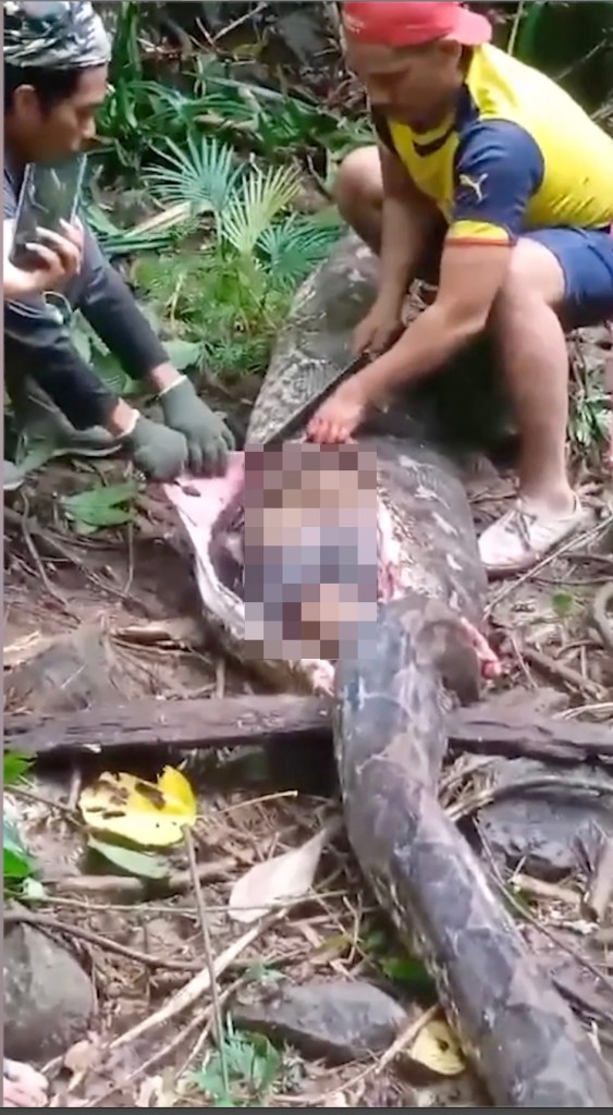 Two men peel off the skin of a python on the ground that has seriously extended belly. The body of an Indonesian woman who had gone missing was discovered inside.