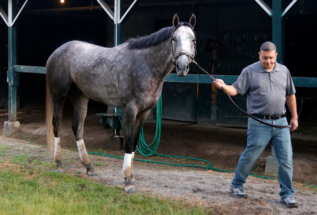 Seize the Grey receives a bath at his barn after his morning workout at Saratoga Race Course in Saratoga Springs, New York, USA. June 05, 2024. 