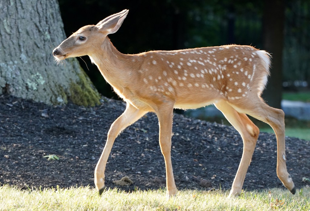 South Carolina state law forbids hunting more than an hour after sunset.