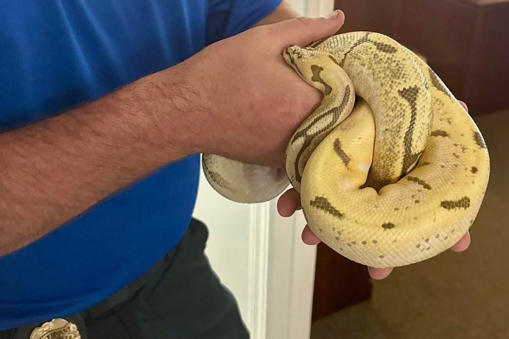 The snake, a female named Una, was reunited with her owner a day after she was discovered.