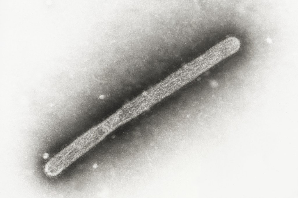 H5 bird flu is widespread in wild birds worldwide and is causing outbreaks in poultry and US dairy cows, as well as several recent human cases in US dairy and poultry workers.