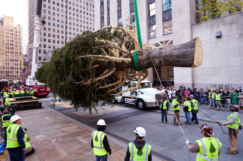 Albert's tree 