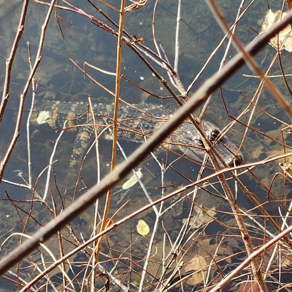 an alligator in the creek