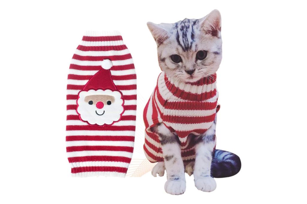 A cat wearing a matching family pajama sweater