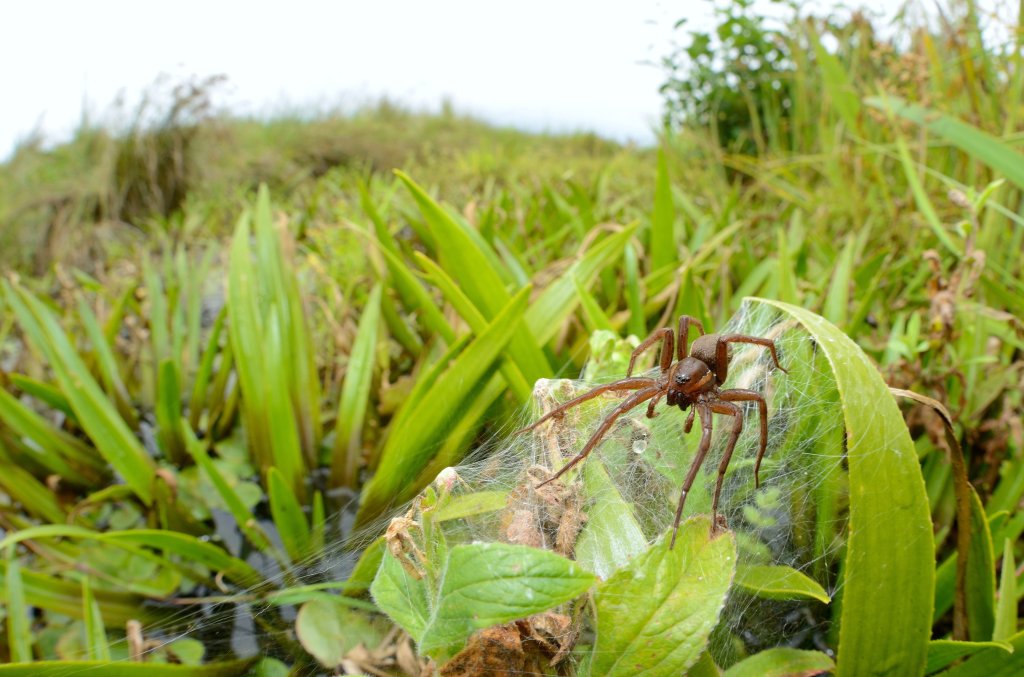 A Fen Raft Spider, the size of a human hand, on a web, following a remarkable breeding year in the UK due to conservation efforts.