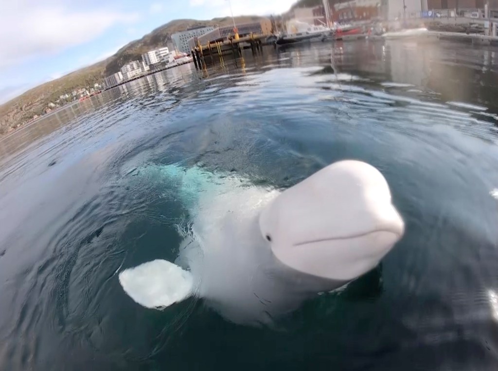 Beluga whale emerging its face from the water.