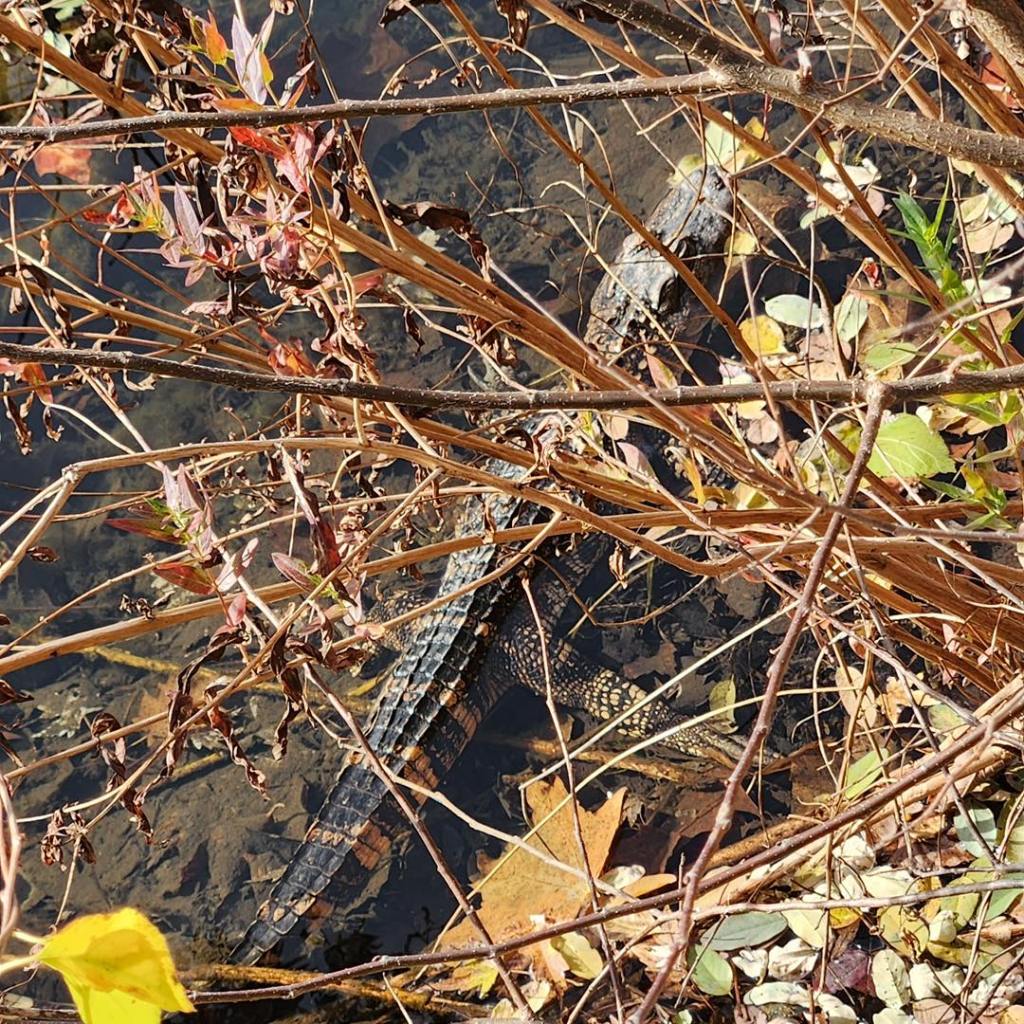 Rockland County police fished a live alligator out of a small creek 