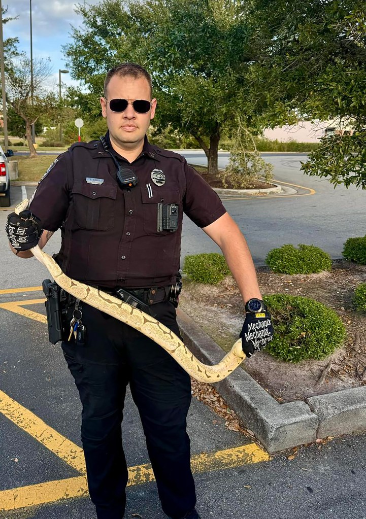 The ball python was picked up by Shallotte police in North Carolina.