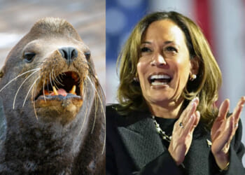 Kamala Harris Claims She's 'Not a Trained Seal' Who Memorizes Talking Points