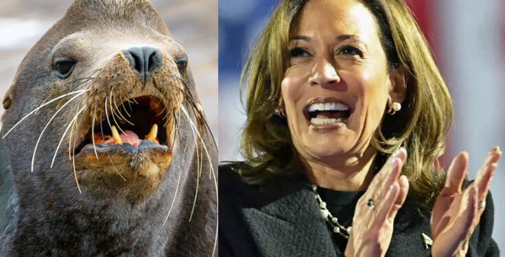 Kamala Harris Claims She's 'Not a Trained Seal' Who Memorizes Talking Points