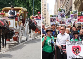 Central Park visitors support horse carriage rides, oppose NYC's ban: poll